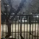 (Videos) Una madrugada con nevadas generales en Mendoza