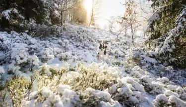nieve