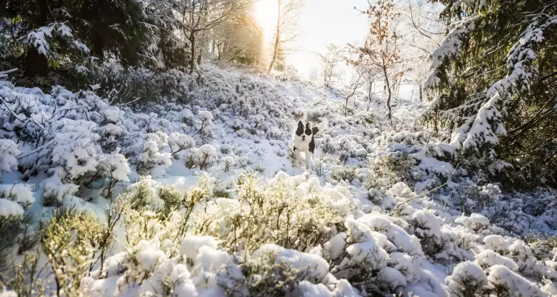 nieve