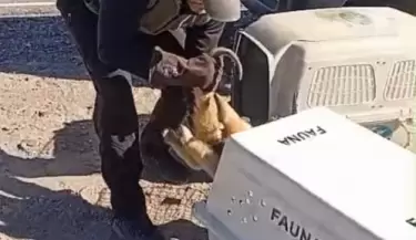 Oso hormiguero