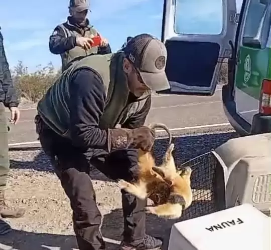 oso