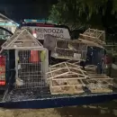 Desbarataron en Las Heras una casa donde hab�a tenencia ilegal de fauna y secuestraron 16 aves