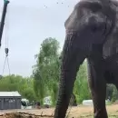 La elefanta Kenya dej� el cautiverio del Ecoparque y viaj� rumbo a un santuario brasile�o