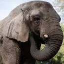 Kenya lleg� al Santuario de Elefantes en Brasil y empieza su vida en libertad