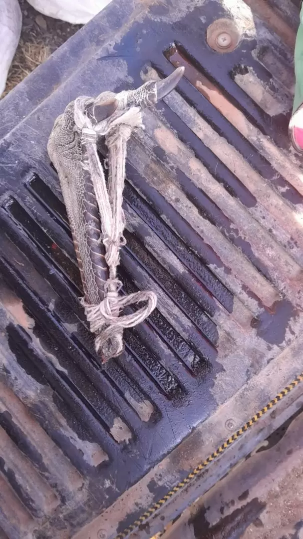 caza furtiva en Alvear