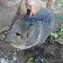 Rescatan un pecarí y un zorzal negro en cautiverio en Las Heras: especies silvestres protegidas
