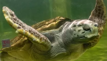 tortugo jorge
