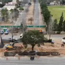 (Video) Vecinos se oponen al traslado de un quebracho hist�rico en C�rdoba