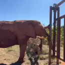 Kenya se adapta al santuario brasile�o y ya conoci� a Pupi, su nueva compa�era