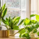 Adi�s a los pesticidas: consejos clave para cuidar tus plantas en invierno