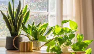 Adi�s a los pesticidas: consejos clave para cuidar tus plantas en invierno