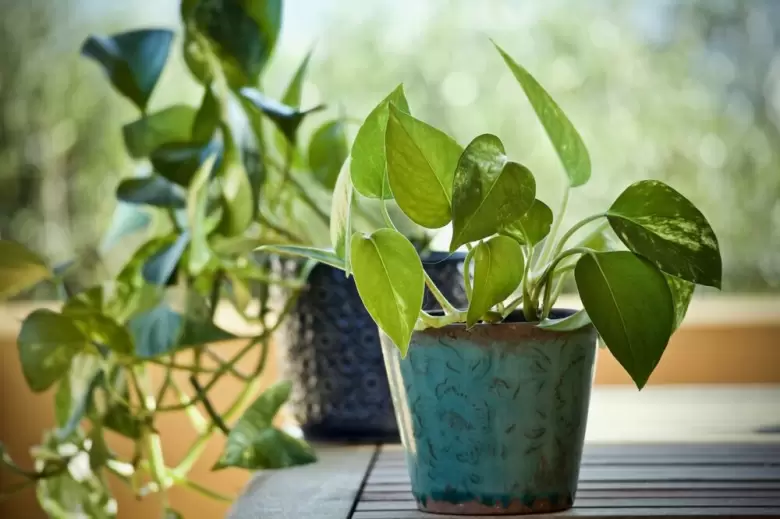 Plantas en el hogar