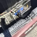 Detuvieron a dos personas en Tupungato por tráfico ilegal de aves silvestres