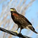 Recomendaciones clave ante el aumento de gavilanes mixtos en �reas urbanas de Mendoza