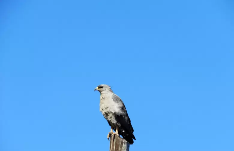 Avistaje de un ejemplar de águila coronada