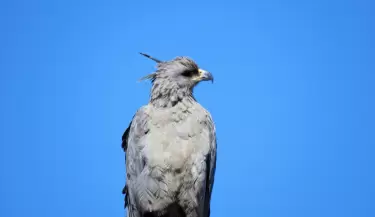 Avistaje de un ejemplar de �guila coronada