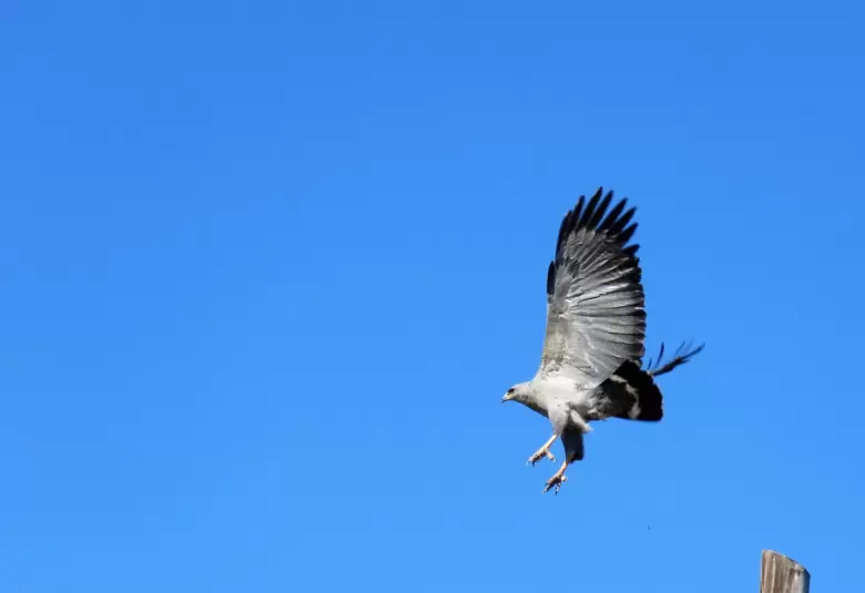 Avistaje de un ejemplar de águila coronada