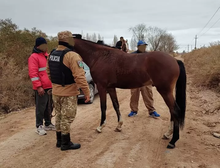 Caballo robado