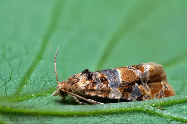 Lobesia botrana