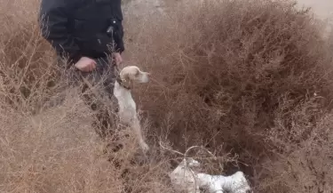 Perros de la polic�a en Tunuy�n