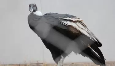 Condor