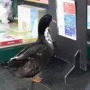 El famoso pato Juan no volver� al Kil�metro 0 y tendr� un nuevo hogar en Maip�