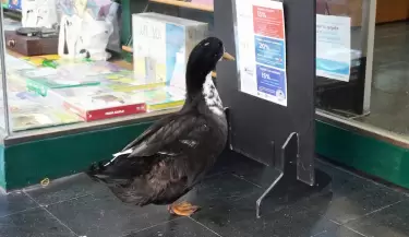 pato juan