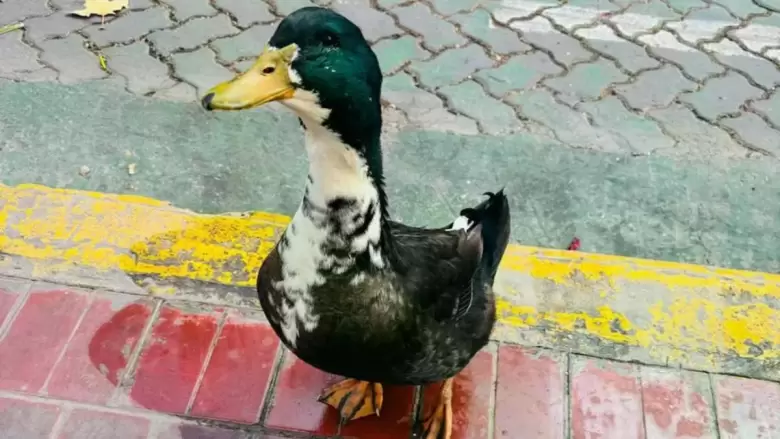 pato juan