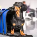 Viajar con mascotas en larga distancia ya est� permitido por resoluci�n nacional