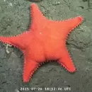 Vuelve la transmisi�n en vivo del CONICET desde los ca�ones submarinos de la Patagonia