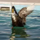 El pato Juan ya disfruta de su hogar en Maip�, lejos del ruido del microcentro mendocino