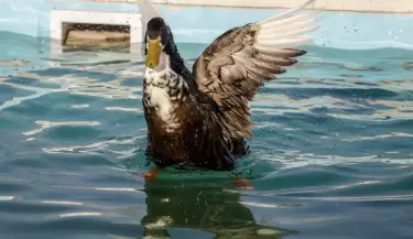 pato