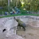 Mendoza avanza para eliminar una vieja ley que habilitaba intercambios de animales ex�ticos