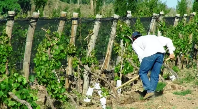 agro productores