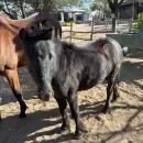 Recuperaron un caballo, un pony y una cabra que fueron robados en Rivadavia