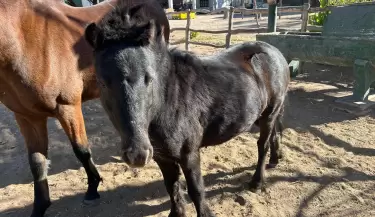 caballos