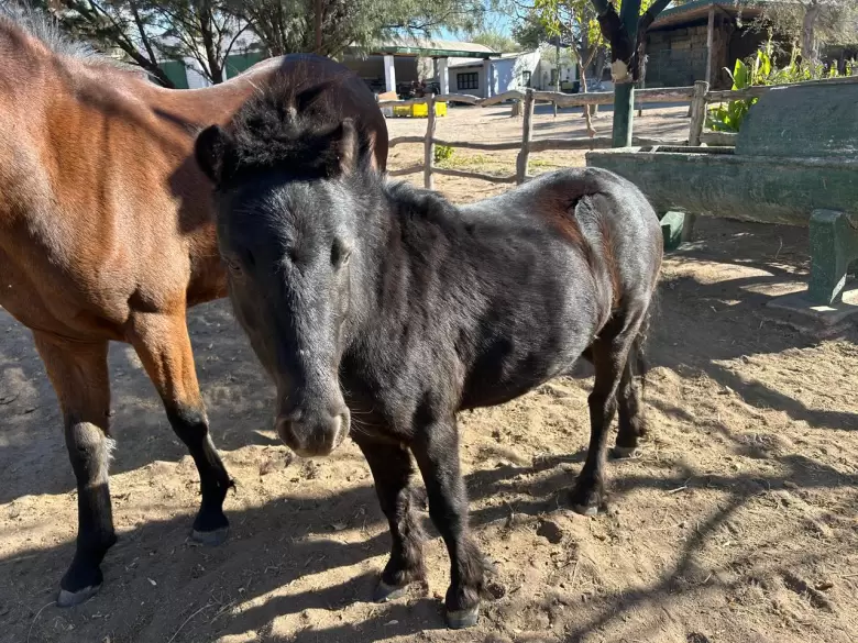 caballos