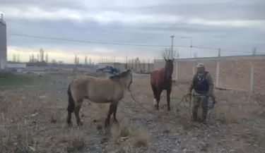Caballos