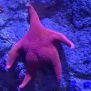 Un nuevo stream del Conicet explora otra vez los ca�ones submarinos de la Patagonia