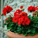 Cu�ndo y c�mo podar el malv�n para que dure m�s tiempo