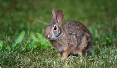 conejo omiltemi