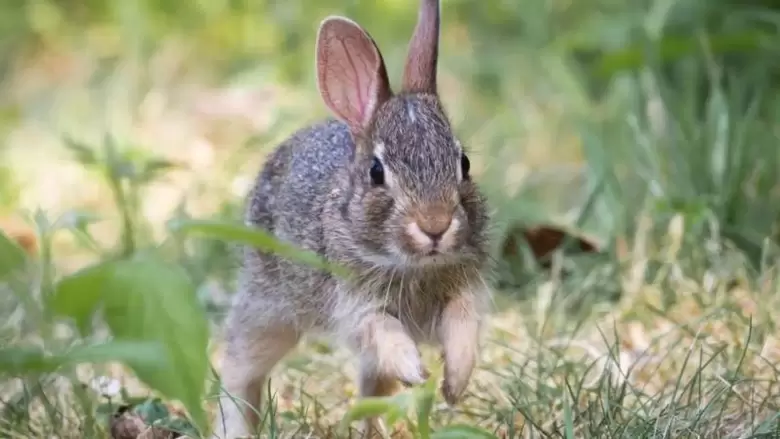 conejo omiltemi