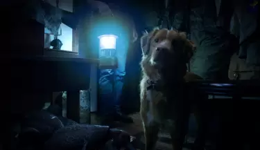 good-boy