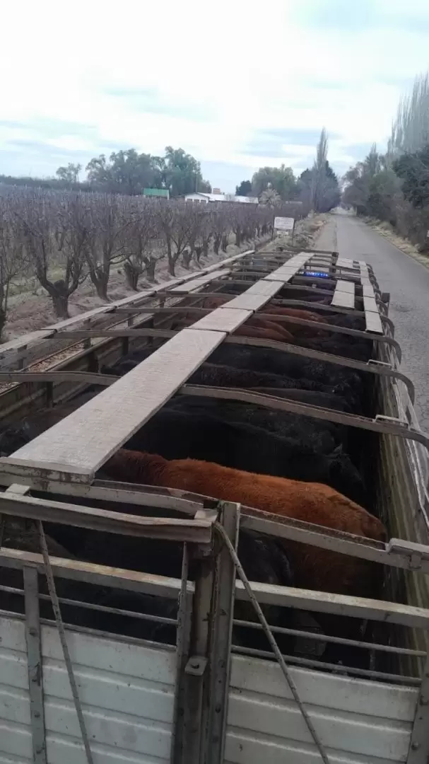 Bovinos