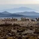 (Video) D�a del Guanaco: Mendoza celebra la mayor migraci�n del planeta, con im�genes in�ditas