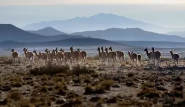 Guanacos