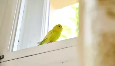 p�jaro en la ventana