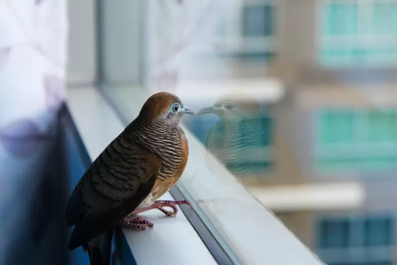 p�jaro en la ventana