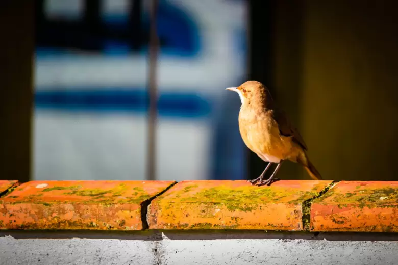 p�jaro en la ventana