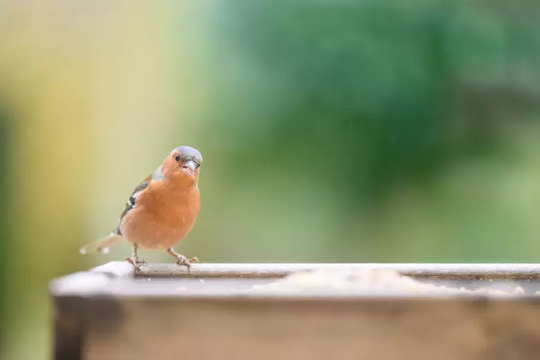 p�jaro en la ventana